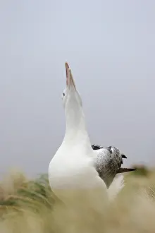 Mollymawk: Southern Royal Albatross