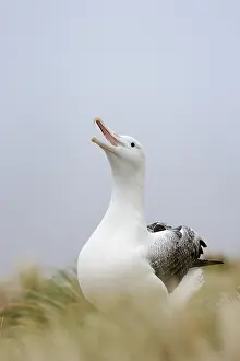 Mollymawk: Southern Royal Albatross