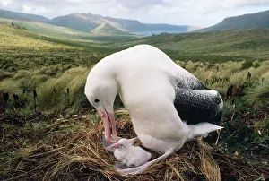 Epomophora: Southern Royal Albatross - adult feeding young chick in nest