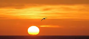 Renato Granieri: Southern Royal Albatross in flight at dawn sunrise