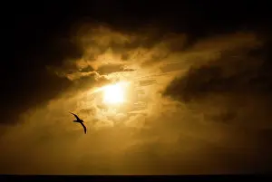 Epomophora: Southern Royal Albatross in flight at dusk