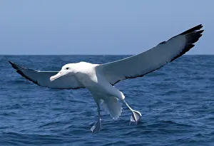 Epomophora: Southern Royal Albatross - in flight over sea