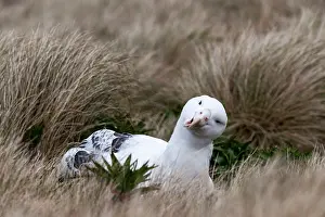 Epomophora: Southern Royal Albatross sitting on nest