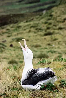 Epomophora: Southern Royal Albatross - skycalling