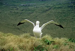 Epomophora: Southern Royal Albatross - stretching wings