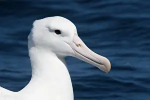 Epomophora: Southern Royal Albatross - on the water