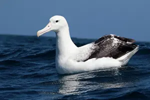 Epomophora: Southern Royal Albatross - on the water