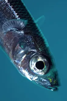 Italia: Southern sand smelt, Atherina hepsetus, Marine Protected are