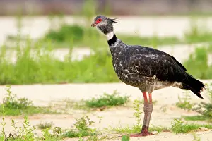 Screamer: Southern Screamer