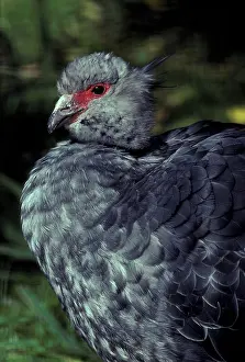 Screamer: Southern Screamer
