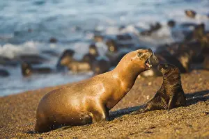 Leonina: southern sea lion (Otaria byronia) colony