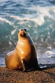 Sealion: southern sea lion (Otaria byronia)on gravel