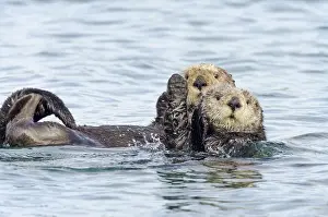 Nereis: Two Southern Sea Otter (Enhydra lutris nereis)