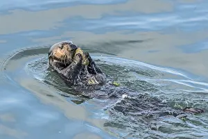 Nereis: Southern Sea Otter (Enhydra lutris nereis) cracking