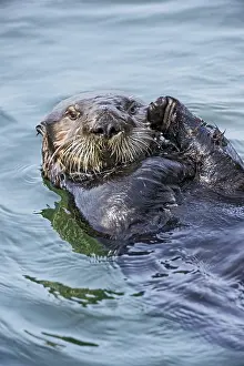 Nereis: Southern Sea Otter (Enhydra lutris nereis) grooming