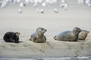 Nereis: Southern Sea Otter (Enhydra lutris nereis) and Harbor