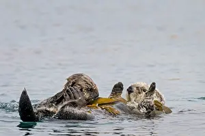 Nereis: Southern Sea Otter (Enhydra lutris nereis) mom and