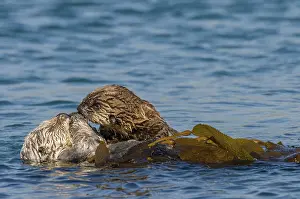 Nereis: Southern Sea Otter (Enhydra lutris nereis) mom and