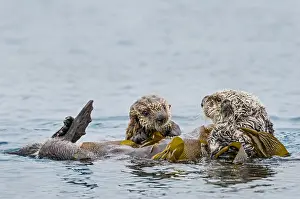 Nereis: Southern Sea Otter (Enhydra lutris nereis) mother