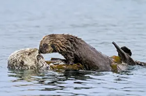Nereis: Southern Sea Otter (Enhydra lutris nereis) mother