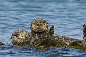 Nereis: Southern Sea Otter (Enhydra lutris nereis) mother