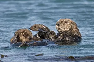 Nereis: Southern Sea Otter (Enhydra lutris nereis) mother