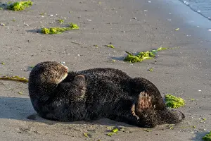 Nereis: Southern Sea Otter (Enhydra lutris nereis) resting