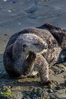 Nereis: Southern Sea Otter (Enhydra lutris nereis) resting