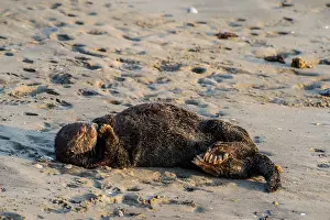 Nereis: Southern Sea Otter (Enhydra lutris nereis) sleeping