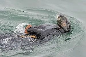 Nereis: Southern sea otter (Enhydra lutris nereis) using