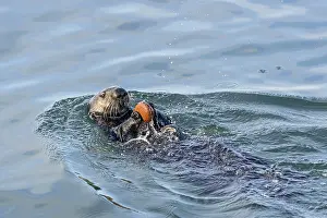 Nereis: Southern sea otter (Enhydra lutris nereis) using