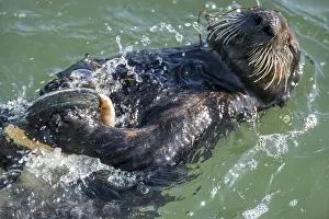 Nereis: Southern sea otter (Enhydra lutris nereis) using