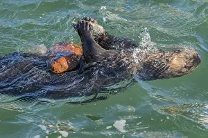Nereis: Southern sea otter (Enhydra lutris nereis) using