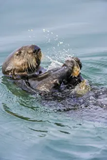Southern sea otter (Enhydra lutris nereis) using