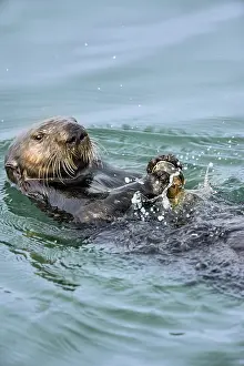Nereis: Southern sea otter (Enhydra lutris nereis) using