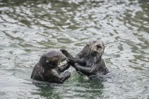 Nereis: Two Southern Sea Otters (Enhydra lutris nereis)