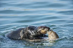 Nereis: Two Southern Sea Otters (Enhydra lutris nereis)--courtship