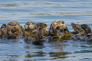 150518: Southern Sea Otters (Enhydra lutris nereis) rafting