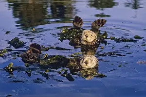 Nereis: Southern Sea Otters (Enhydra lutris nereis) resting