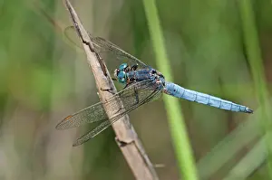 Orthetrum: Southern Skimmer