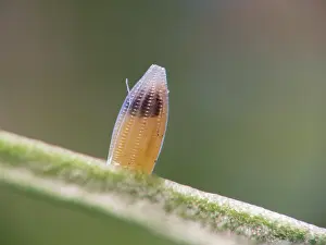 Pieridae: Southern Small White