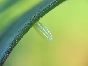 Pieridae: Southern Small White