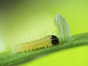 Pieridae: Southern Small White