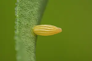 Butt: Southern Small White (Pieris mannii) egg of butt