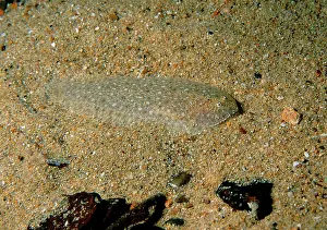 Australias: Southern sole a small sole found commonly in south