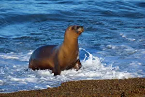 Ashore: Southern / South American Sea Lion - adult coming