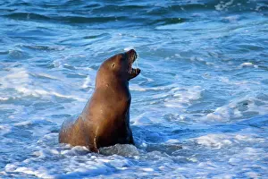 Ashore: Southern / South American Sea Lion - adult coming