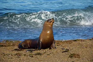 Valdes: Southern / South American Sea Lion - adult resting