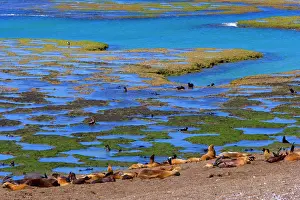 Pubs: Southern / South American Sea Lion - adults with