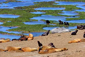 Pubs: Southern / South American Sea Lion - adults with